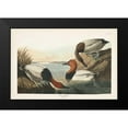 thumbnail image 2 of Audubon, John James 14x11 Black Modern Framed Museum Art Print Titled - Pl 301 Canvas-backed Duck, 2 of 5