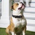 thumbnail image 3 of Elegante collar de cuero negro para perros con hebilla de metal bronceado para mascotas pequeñas y medianas, M, 3 of 8