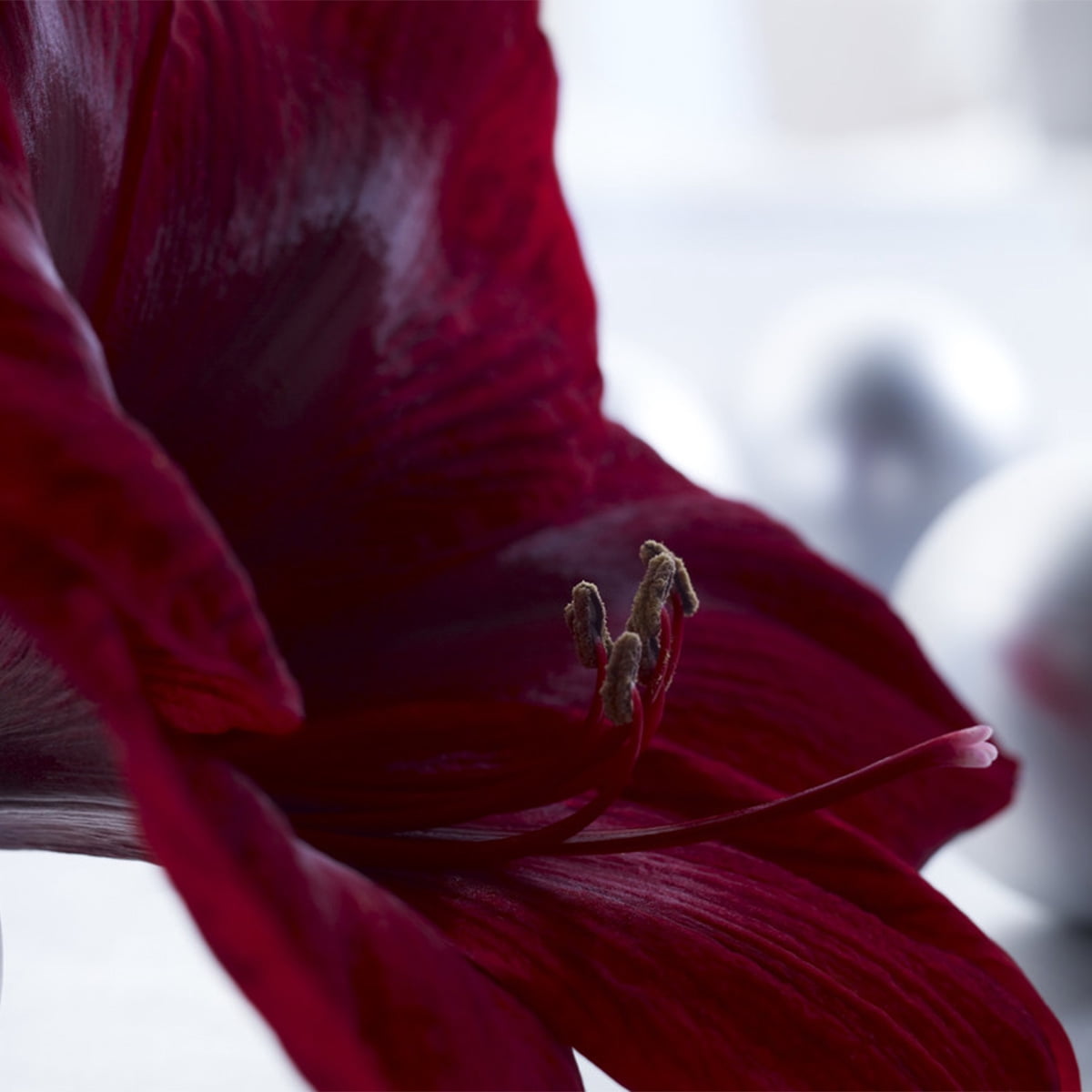 Van Zyverden Mega Amaryllis Bulb Red Pearl Limited Availability Set of 1 Bulb Red Part Sun