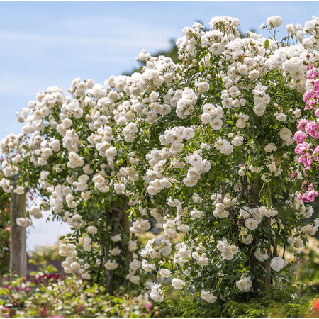 White Iceberg Bush Rose Plant Live for Planting – White Climbing Rose Plant for Outdoor Garden 4 to 7" Tall