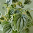 thumbnail image 3 of Peperomia 'Frost' | Live Plant for Indoor & Outdoor, 3 of 6