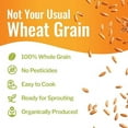 thumbnail image 4 of Grand Teton Ancient Grains - 100% Organic Spelt Berries, Whole Unmilled Spelt Berries, US-Grown Farro Organic Grain, Nutritious Baking Staple, Whole Grain Spelt in Brown Paper Bag, 5 lbs, 4 of 5