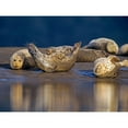 thumbnail image 3 of Fitzharris, Tim 18x15 Black Modern Framed Museum Art Print Titled - Harbor Seals, 3 of 5