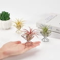thumbnail image 3 of Soporte para plantas de aire, 6 unidades, geométrico, 3 colores, de metal, para decoración del hogar, oficina y bodas., 3 of 6