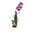 thumbnail image 1 of Orquídea Dendrobium Sanook en maceta, 1 of 2