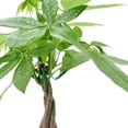 thumbnail image 3 of Arcadia Garden Products Live Money Tree in 4.5" Speckled Splash, Red, 3 of 4