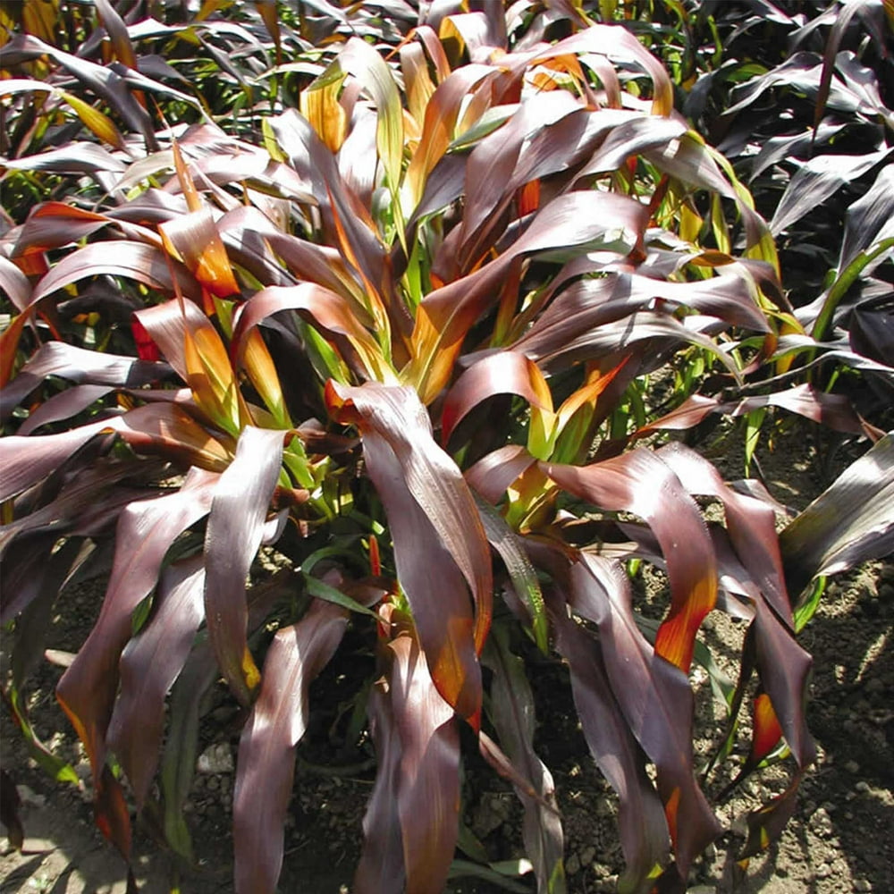 Jester F1 Ornamental Millet 25 Seeds Pennisetum glaucum Decorative Millet Seed Walmart