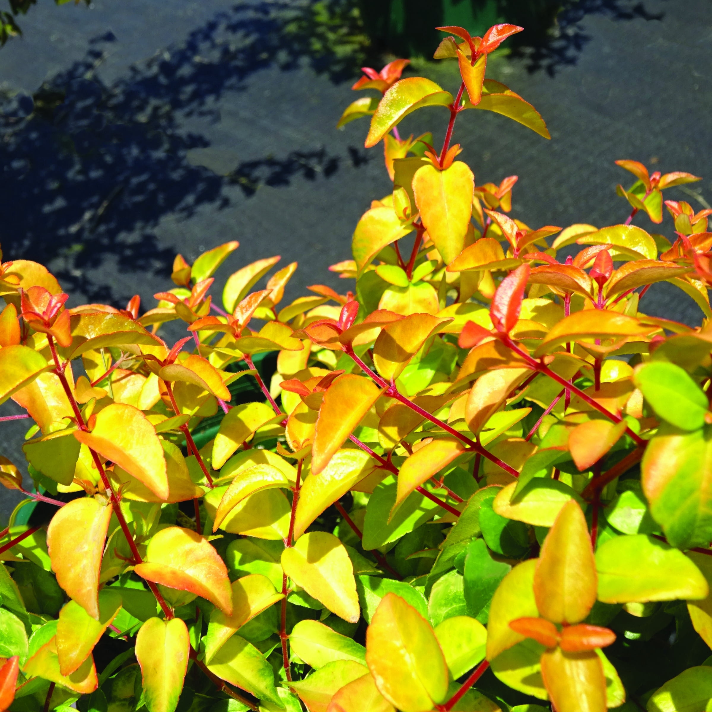 Plant with Purpose 2.25 gal Abelia Peach Perfection Live Shrub