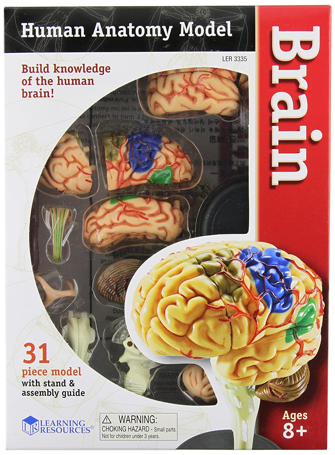 Learning Resources Brain Anatomy Model, 31 Piece, Ages 5+