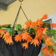 thumbnail image 5 of Orange Live Easter Cactus  4-8 Inches Starter Plants, Easter Cactus Plant Live for Indoor Gardening, 5 of 5