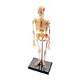 thumbnail image 1 of Skeleton Model, 1 of 1