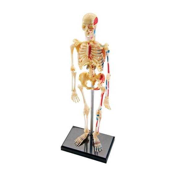 Skeleton Model