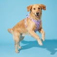 thumbnail image 3 of Vibrant Life Neoprene Comfort Control Dog Harness, Lavender, Large, 3 of 9