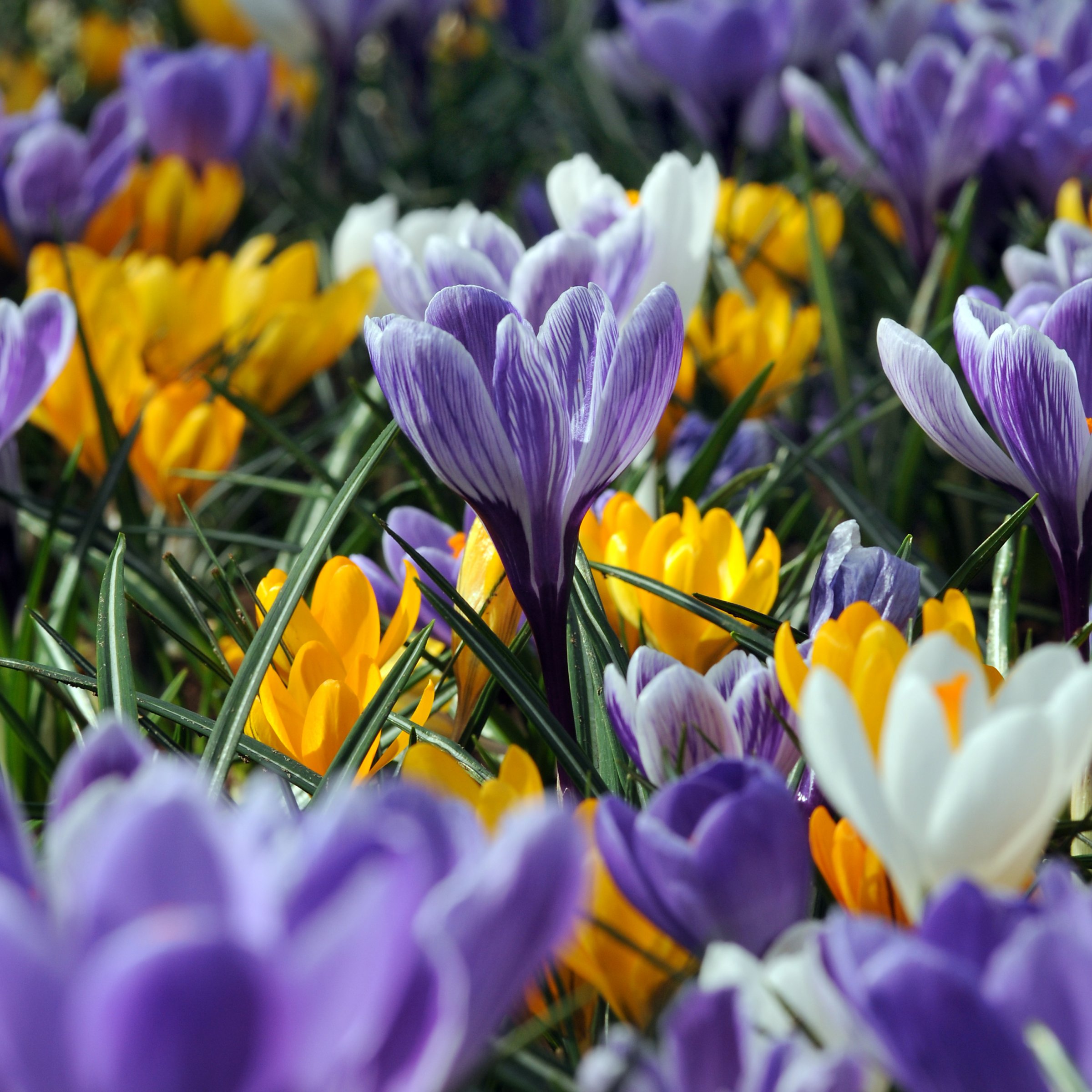 National Plant Network Crocus Mixed Colored Live Bulbs (50-Pack)