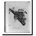 thumbnail image 2 of Historic Framed Print, Ampelis Cedrorum, cedar wax-wing, 17-7/8" x 21-7/8", 2 of 9