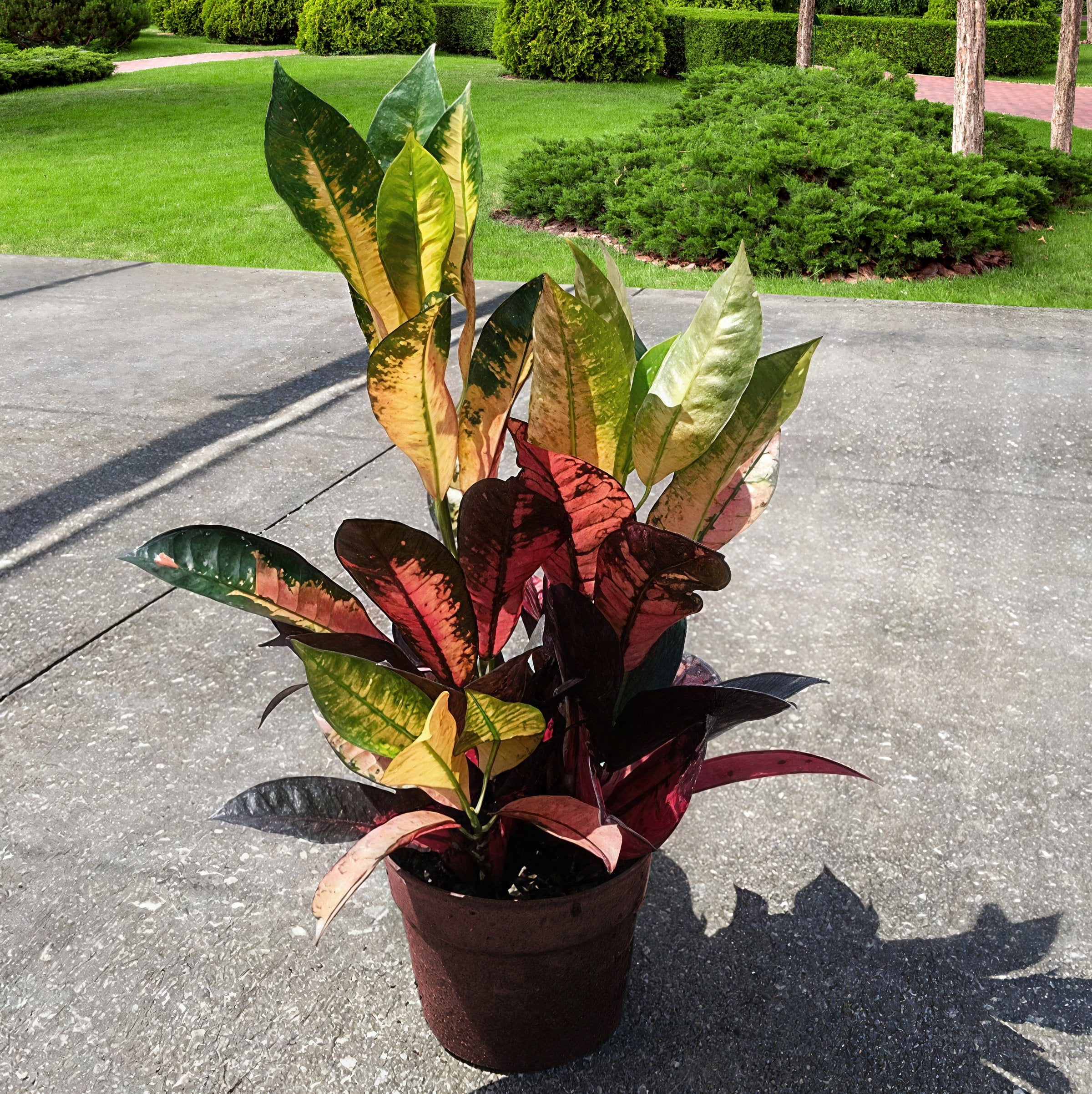 6 in. Croton Red Iceton Plant in Grower Container
