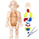 thumbnail image 5 of Bewildely Juguete humano, órgano educativo temprano, juguetes ensamblados DIY, experimento científico, enseñanza de aprendizaje para la Juguetes, 5 of 6