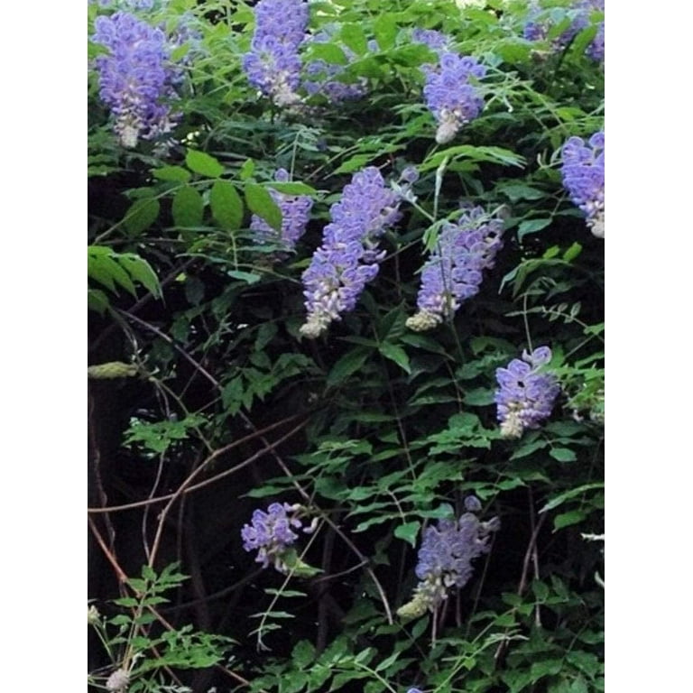 Hanging Wisteria Bush x9, 19