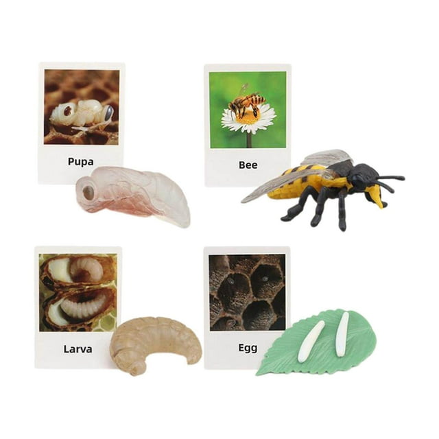 thinsony Figurines de Cycle de Vie Jouet Éducatif Réaliste pour Fêtes Abeille