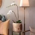 thumbnail image 6 of Jamie Young Co Brea Coastal Rough Wood Vase in Natural Brown, 6 of 6