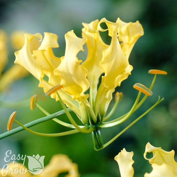 Easy to Grow Gloriosa Lutea 3 Tubers, Yellow Blooming Tropical Vine Summer Partial Sun