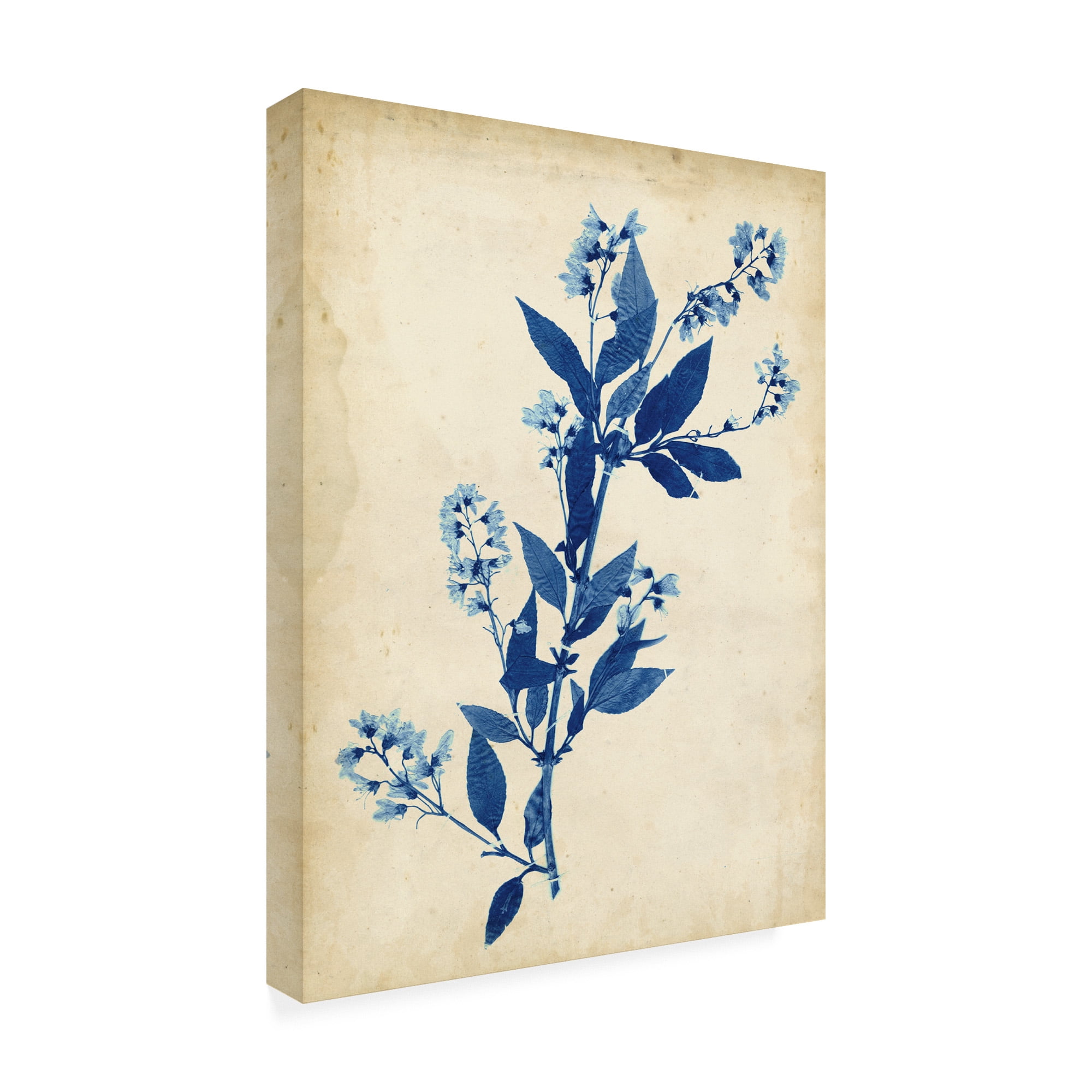 Trademark Fine Art 'Indigo Leaf Study I' Canvas Art by Vision Studio