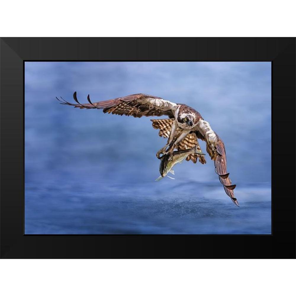 Huang, Tao 14x11 Black Modern Framed Museum Art Print Titled - Osprey