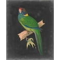 thumbnail image 2 of Vision Studio 26x32 White Modern Wood Framed Museum Art Print Titled - Dramatic Parrots II, 2 of 4