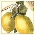 thumbnail image 2 of Vision Studio 20x20 White Modern Wood Framed Museum Art Print Titled - Graphic Lemon, 2 of 4