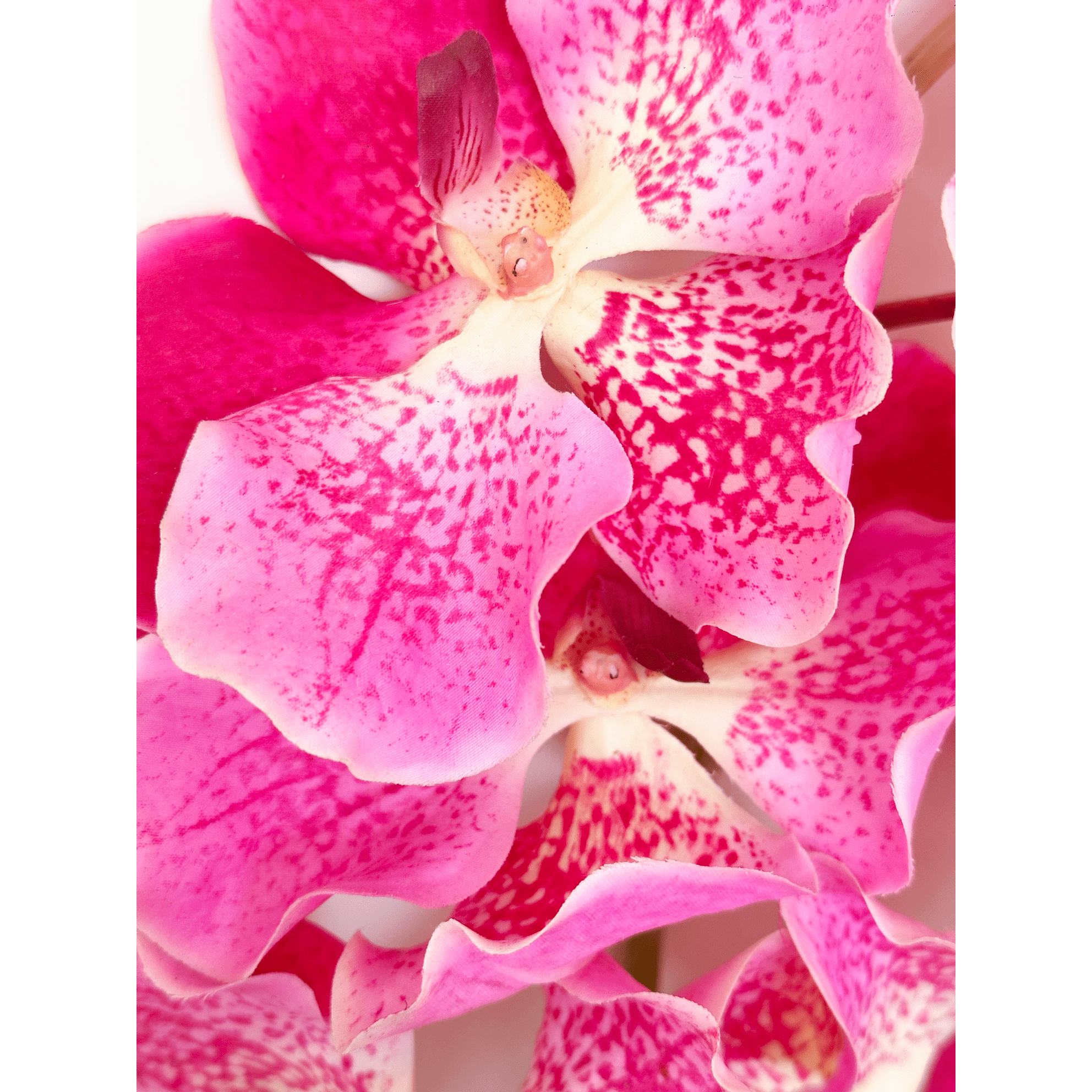 Amaranton 24" Real Touch Vanda Orchid - Fuchsia 5Pcs Artificial Flowers Bouquet for Gift Home Decor Indoor Outdoor Faux Orchid Flower Fake Floral Arrangements