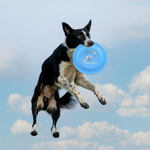 Professional top dog frisbee