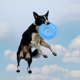 thumbnail image 4 of Disco volador para perros, resistente al viento, estable, fácil de lanzar, juguete profesional para mascotas (azul) Ehuebsd Para estrenar, 4 of 8