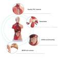 thumbnail image 3 of Anatomy Human Body Model, Detachable Interactive Anatomy Model Lifelike PVC with Organs for Medical Student for School, 3 of 7