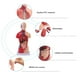 thumbnail image 3 of Modelo De Anatomía Interactiva, Modelo De Cuerpo Humano De Anatomía Intuitiva Realista Desmontable Para Estudiantes De Medicina Para La Escuela, 3 of 7