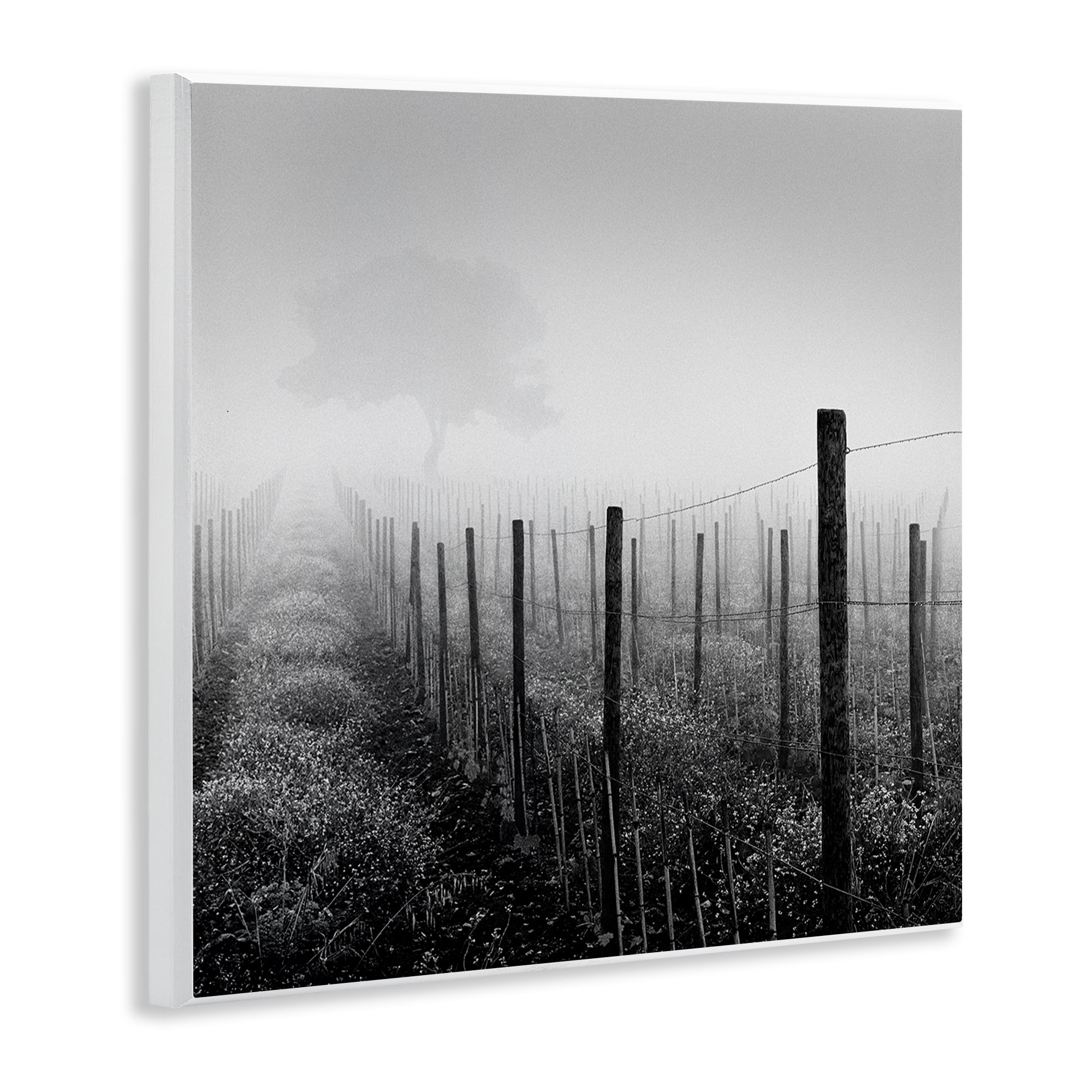 Stupell Industries Vineyard at Dawn Landscape & Nature Photography Unframed Art Print Wall Art, 12 x 12
