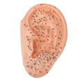 thumbnail image 2 of 40cm Ear Acupuncture Point Model Accurate Clearly Fonts PVC Professional Ear Zone Massage Model, 2 of 8