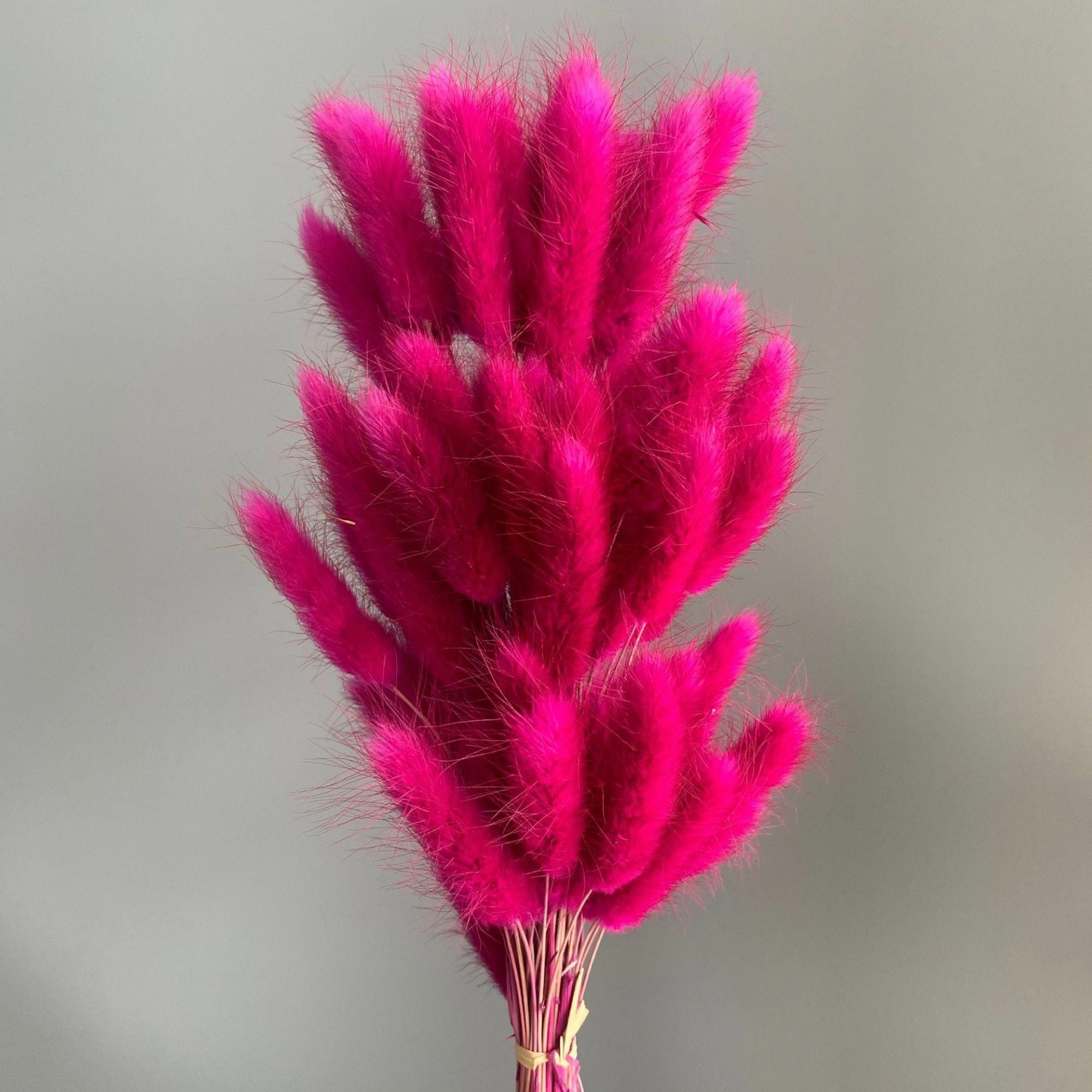 Dried Bunny Tail Grass Stems for Modern Home Decoration and Floral Arrangements, 23.5 Inches - Fuchsia