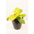 thumbnail image 3 of Moonlight Philodendron - Live Plant in a 6 Inch Pot - Rare and Elegant Indoor Houseplant, 3 of 5