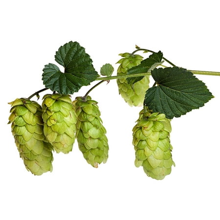 Tahoma Beer Hops Vine - Humulus - Grow your own Beer! - 4