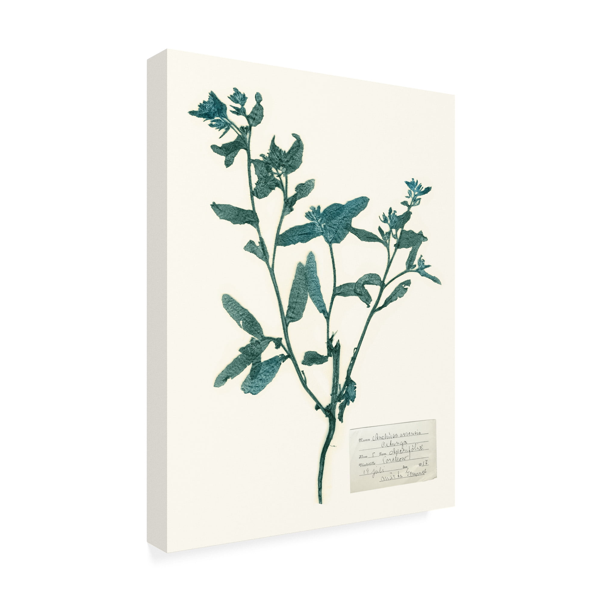 Trademark Fine Art 'Pressed Flowers in Spa III' Canvas Art by Vision Studio