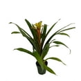 thumbnail image 2 of Mellow Yellow Vase Plant - Great Houseplant - Guzmania/Bromeliad - 4" Pot, 2 of 2