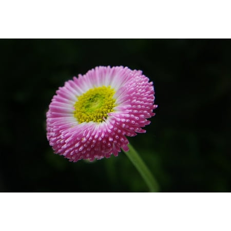 Flower Plant Photo - Laminated Poster Spring Flower Daisy Photo Macro Plant Garden Poster Print 11 x 17