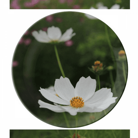 

Three White Cosmos Plate Decorative Porcelain Salver Tableware Dinner Dish