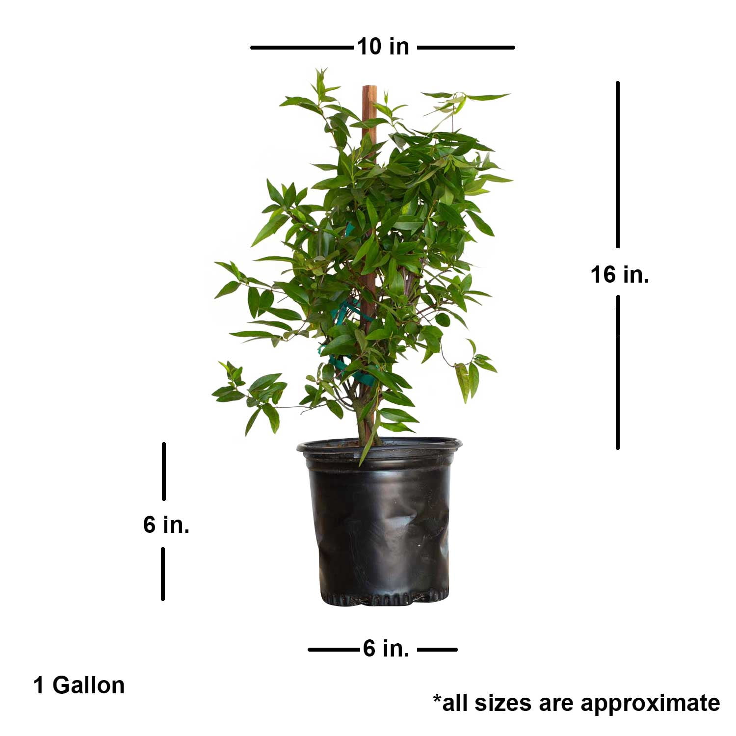 Expert Gardener Carolina Jessamine (2.5 Quart) Semi-Evergreen Blooming Vine with Yellow Flowers