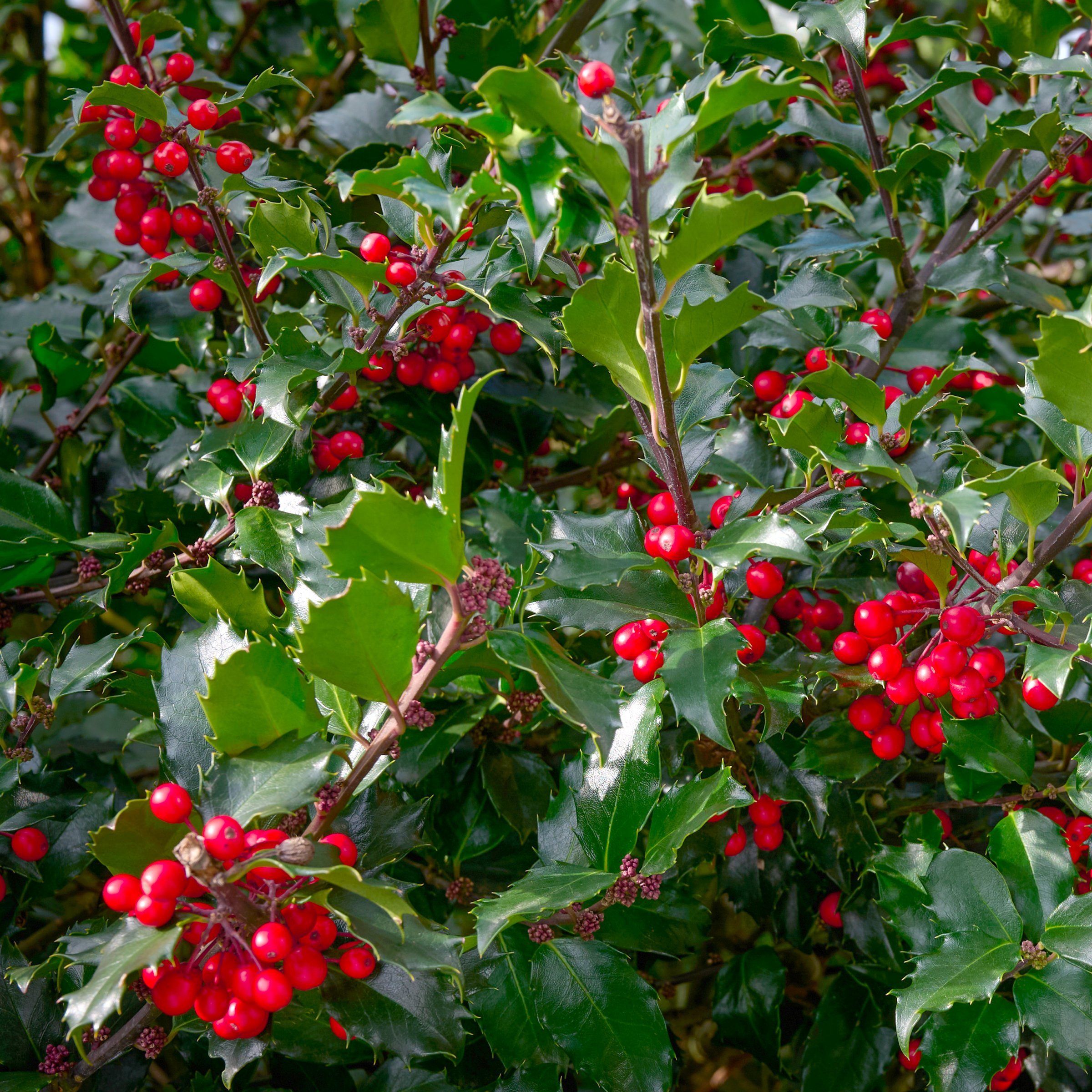 National Plant Network 3 gal. Ilex Emily Bruner