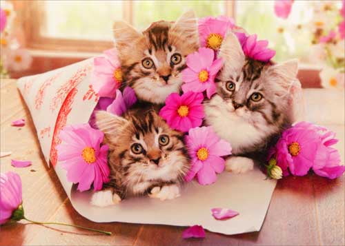 Funny Cat Happy Birthday Greeting Card Kitties Kittens Kitty Kitten Cats 
