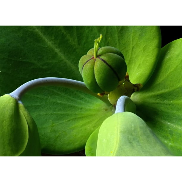 30 Mole Plant Seeds Euphorbia lathyris Caper Spurge