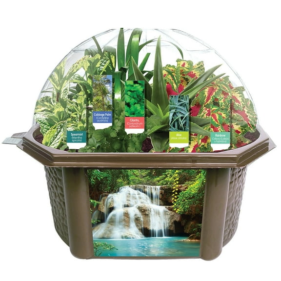Fern Root Grow Your Own Sensory Eco-Biosphere Terrarium - Kit is Easy to Grow & Educational - Includes 5 Different Seeds - One for Each Sense!