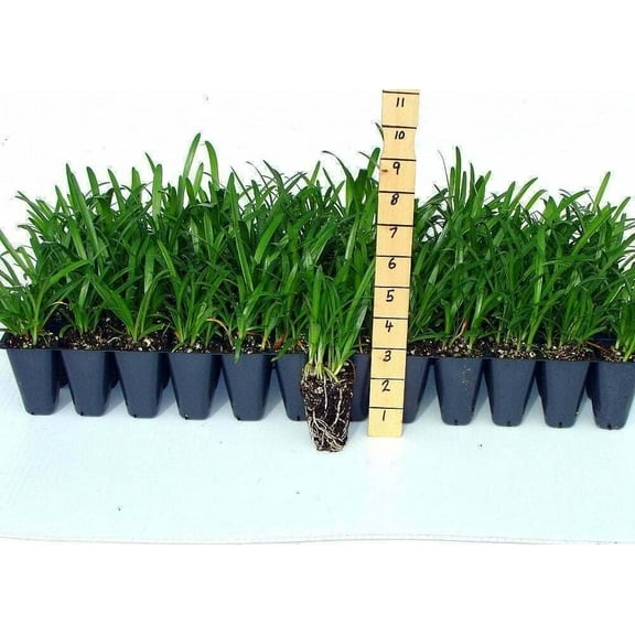 Agapanthus Blue Lily of The Nile | 10 Live Plants | Agapanthus Africanus | Perennial Flowering Ornamental | Drought Tolerant Plants for Landscaping