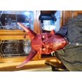 thumbnail image 3 of Devil Skull Mask, 3 of 3